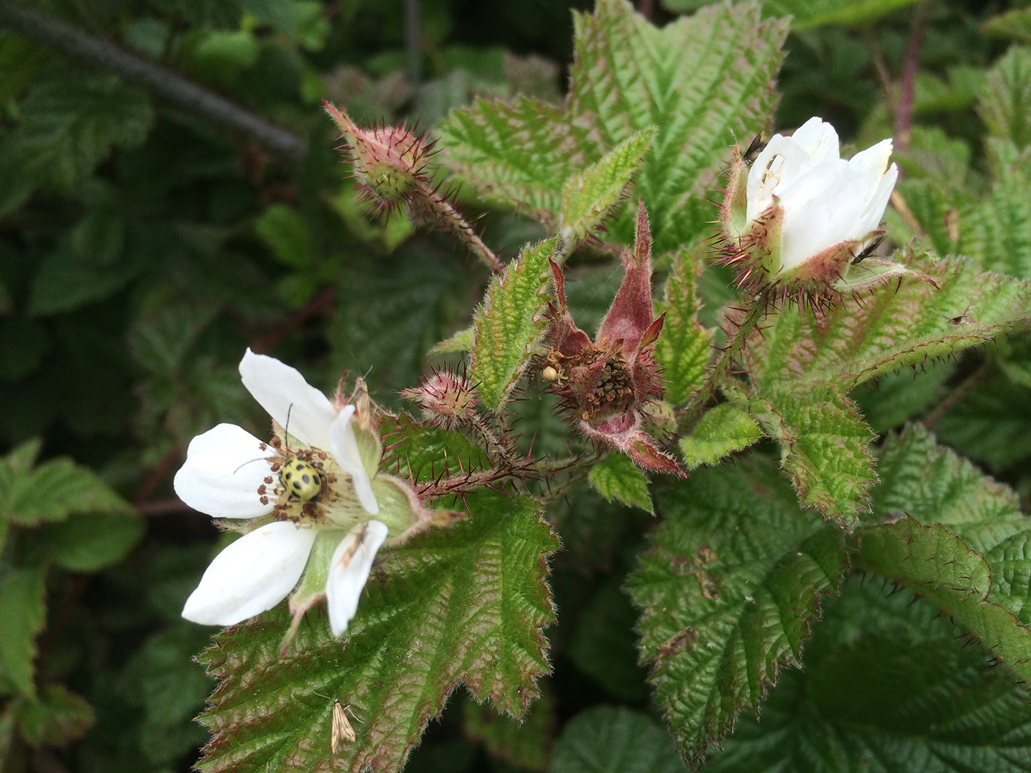 Trailing Blackberry (Rubus ursinus)