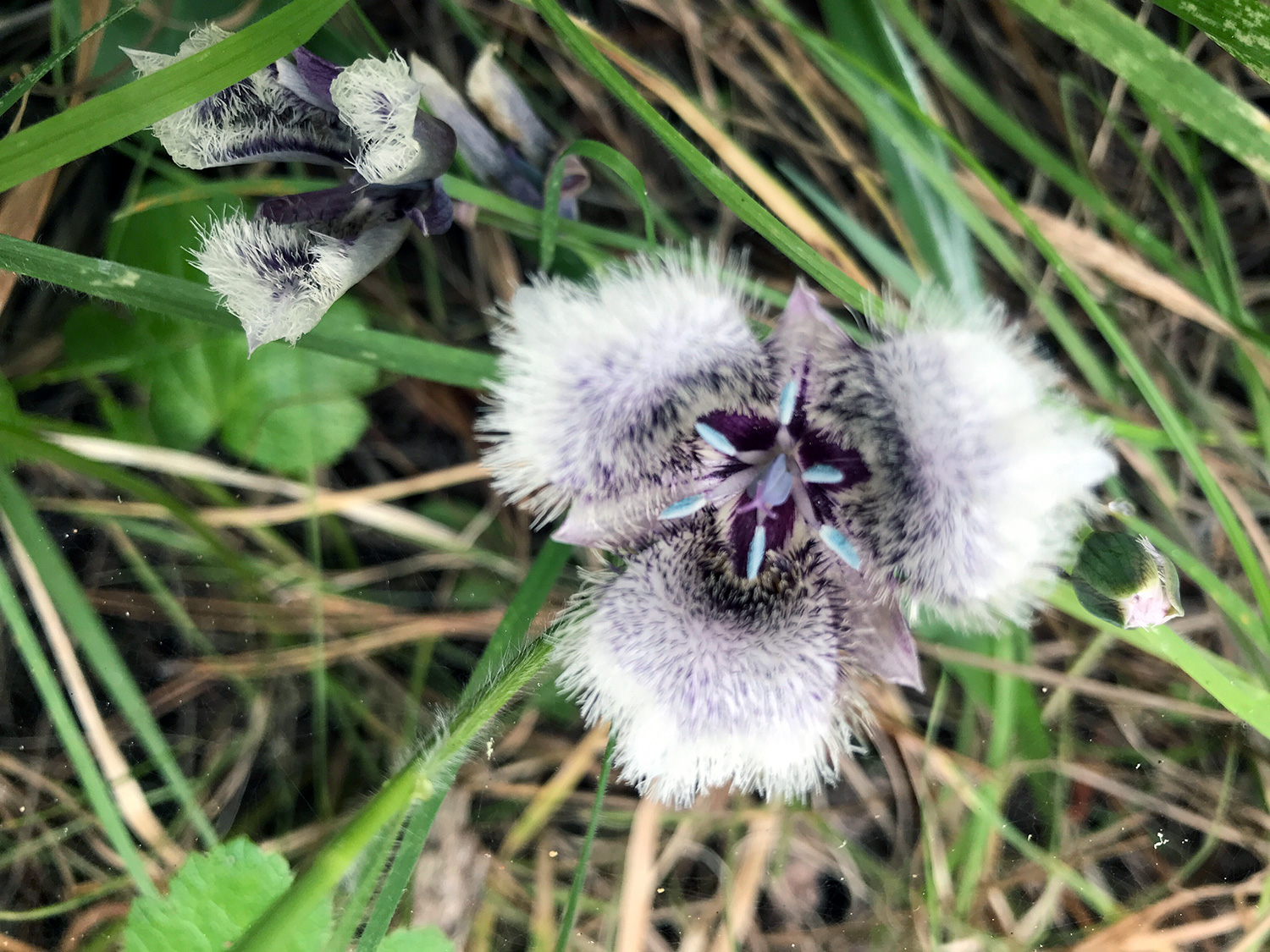 Pussy-Ears (Calochortus tolmiei)