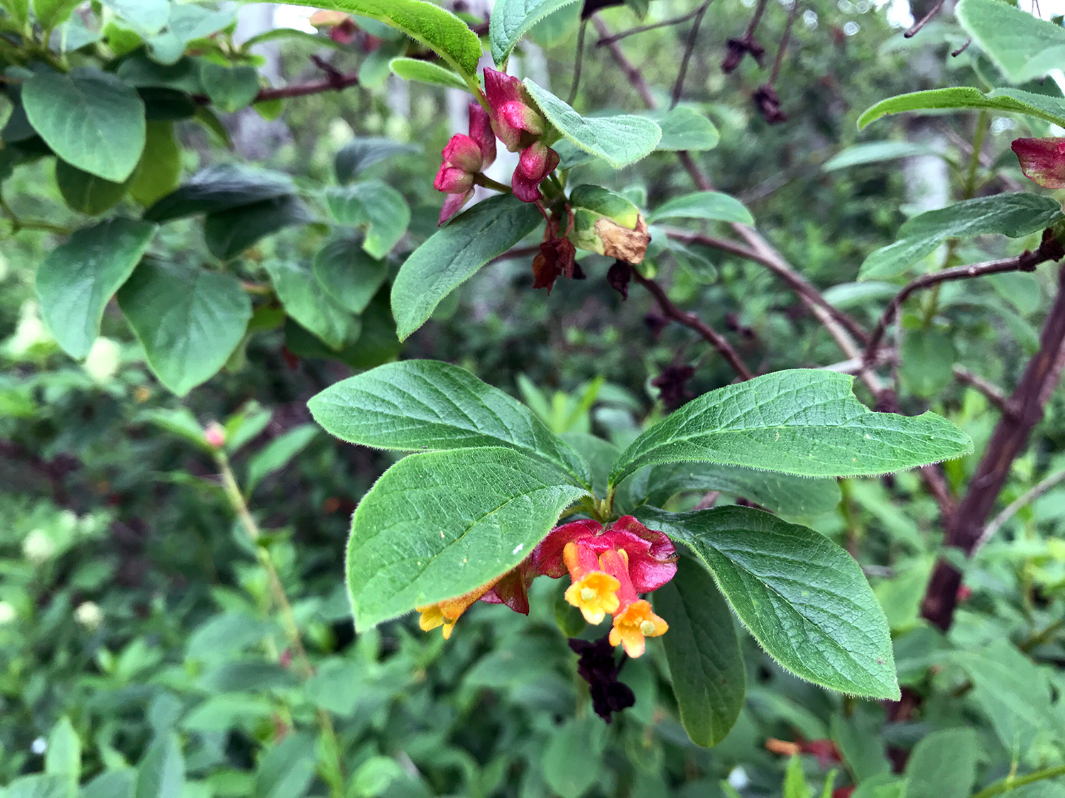 Twinberry Honeysuckle (Lonicera involucrate)
