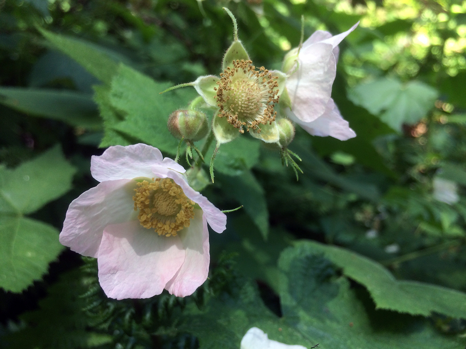 Thimbleberry (Rubus parviflorus)