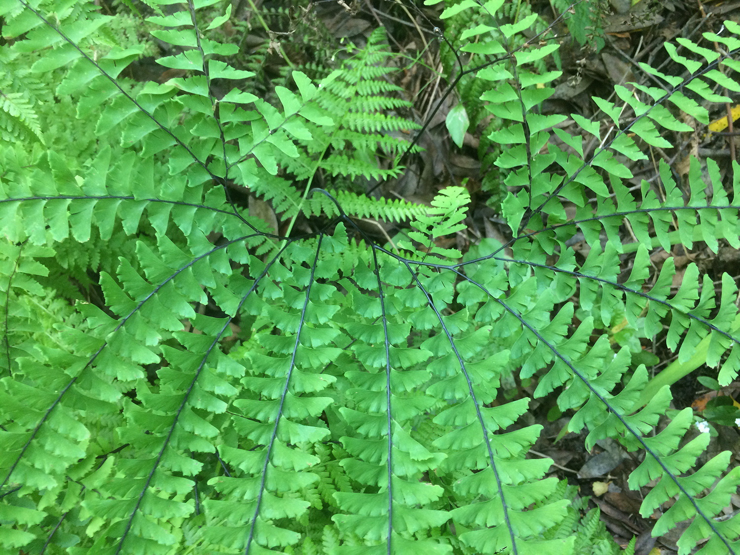 Western Maidenhair Fern (Adiantum aleuticum)