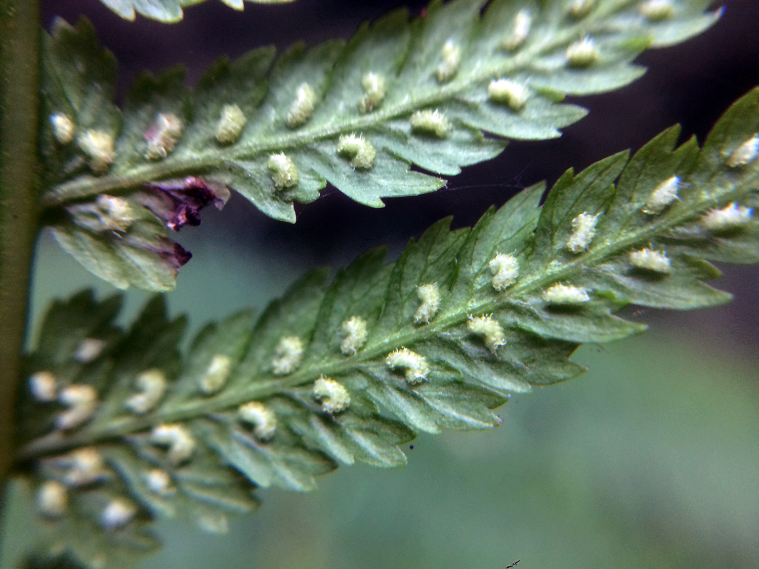 Spores on Lady Fern (magnified)