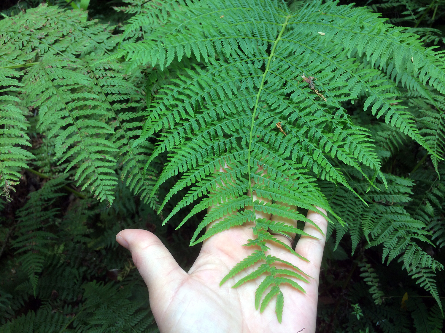 Lady Fern (Athyrium filix-femina)