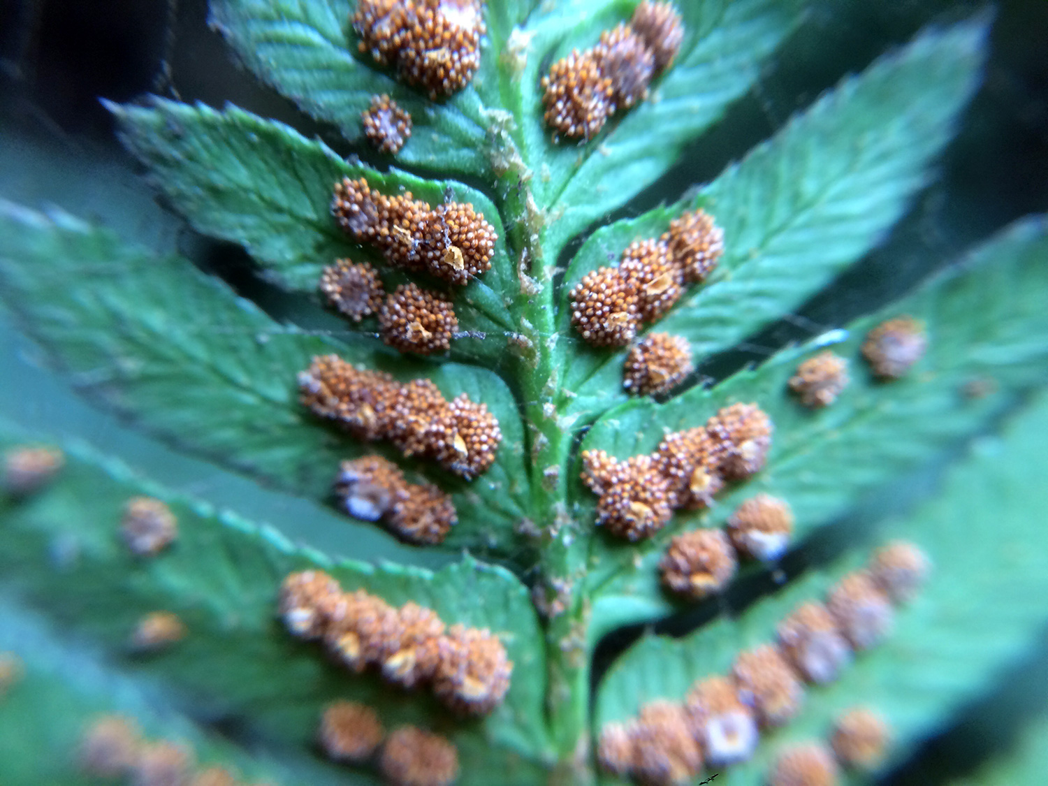 Spores on Western Sword Fern (magnified)