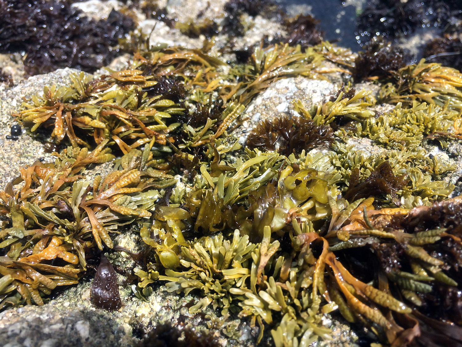 Little Rockweed (Pelvetiopsis limitata)