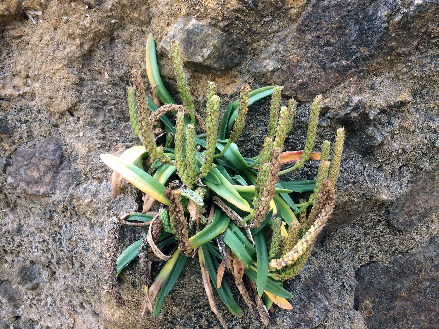 Sea Plantain (Plantago maritima)