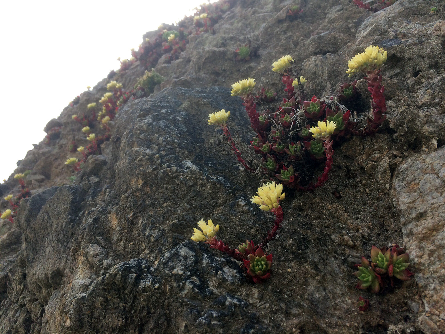 Bluff Lettuce (Dudleya farinose)