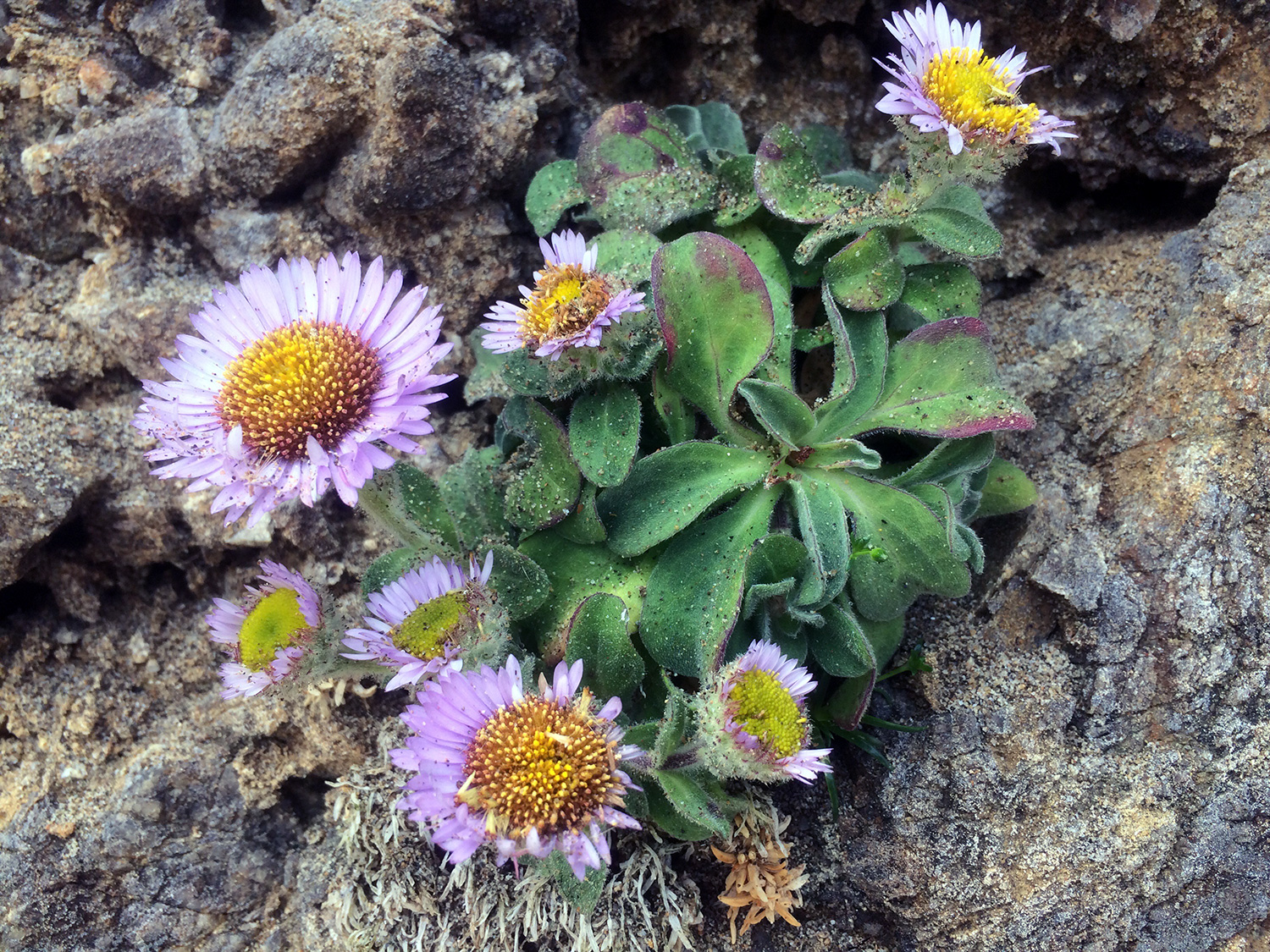 Seaside Daisy (Erigeron glaucus)