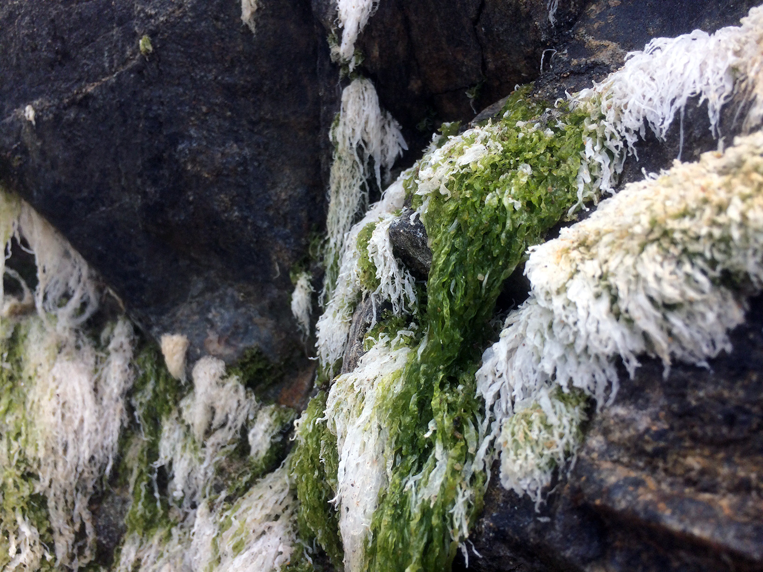 Sea Lettuce (Ulva lactuca)