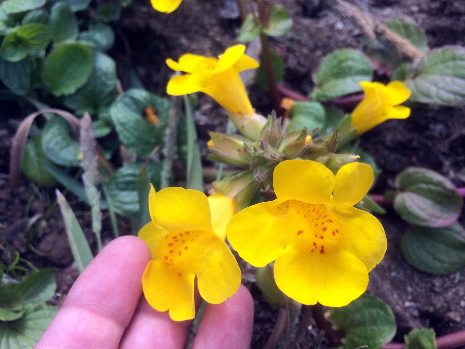 Seep Monkeyflower (Mimulus guttatus)