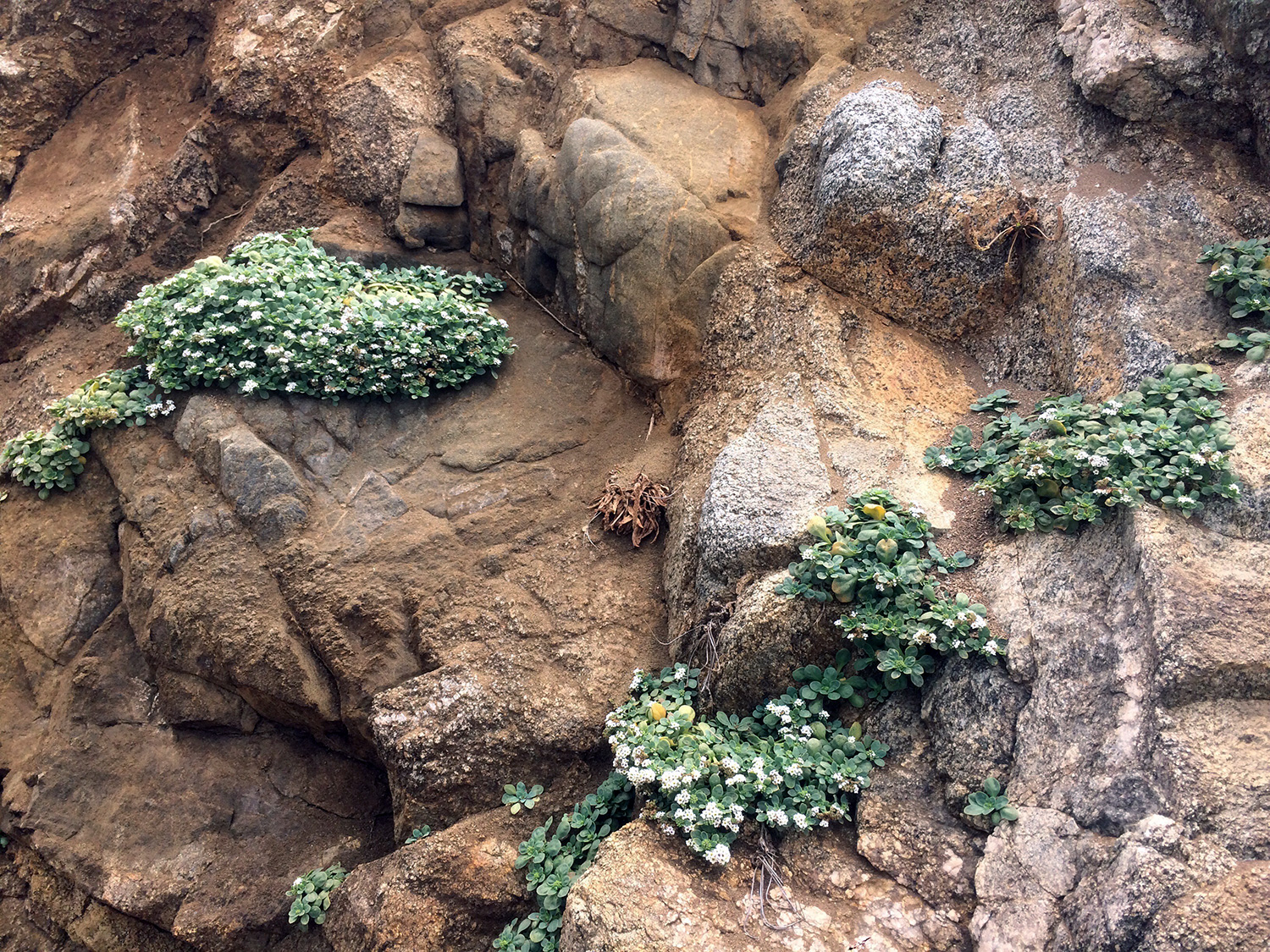 Heliotrope (Genus Heliotropium)