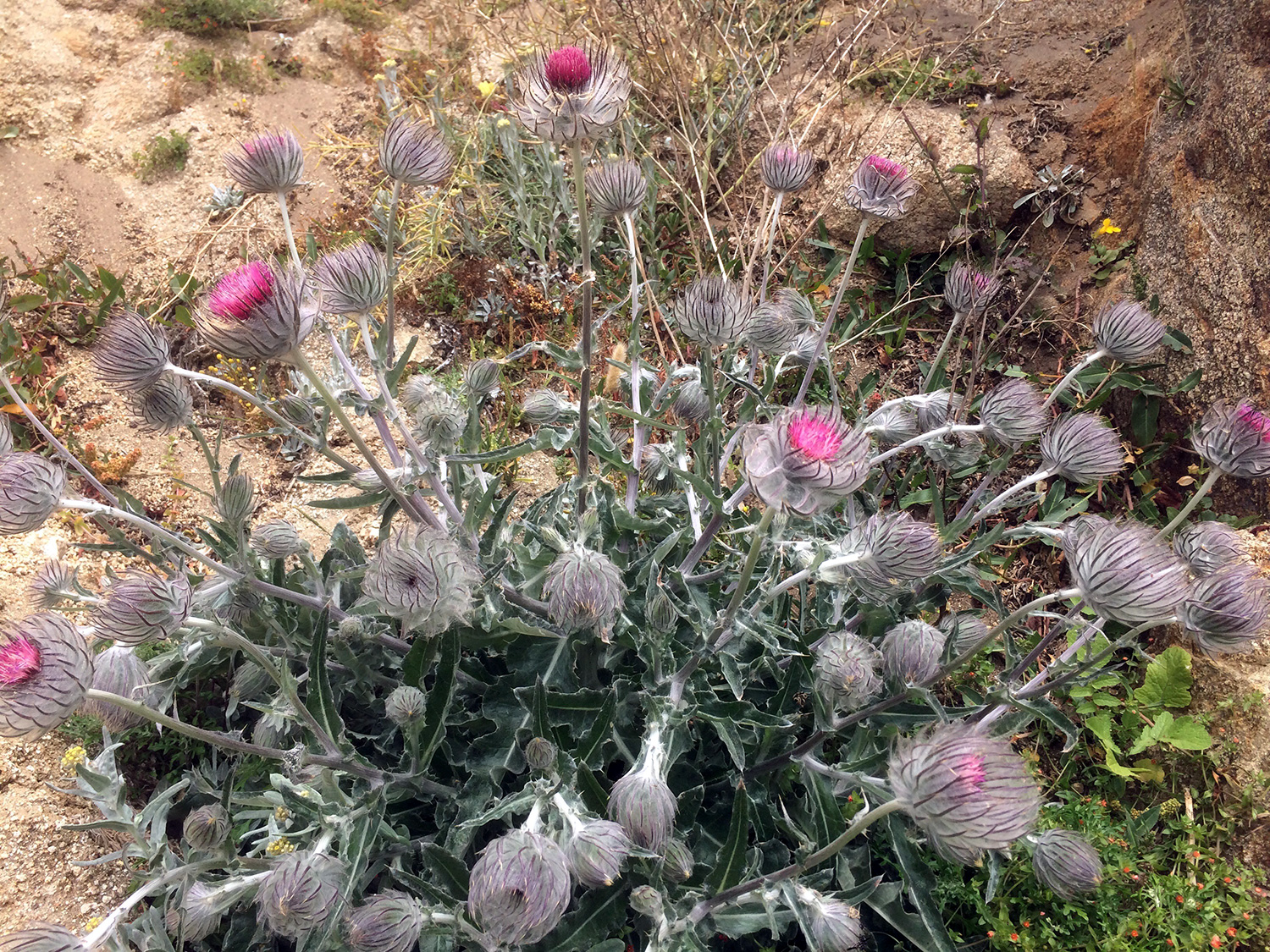 Cobwebby Thistle (Cirsium occidentale)