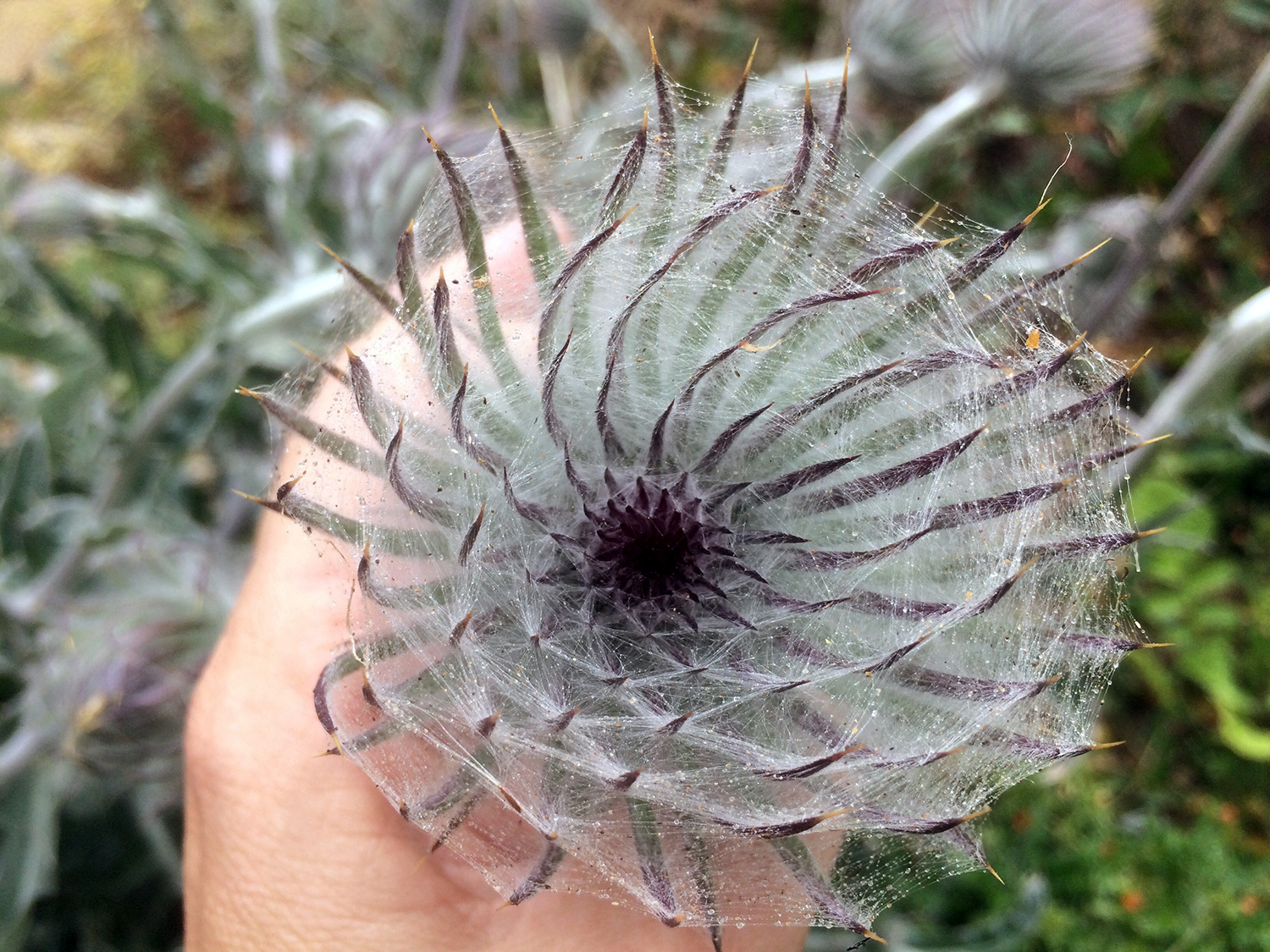 Cobwebby Thistle (Cirsium occidentale)