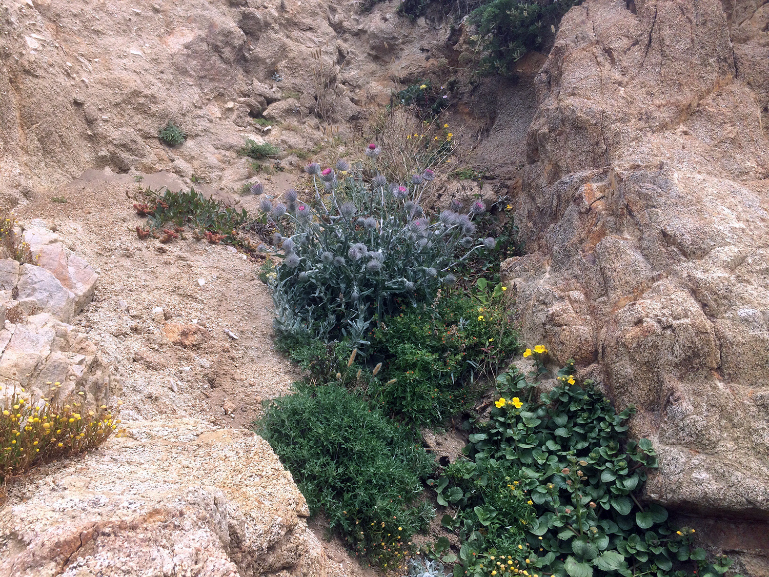 Cobwebby Thistle (Cirsium occidentale)