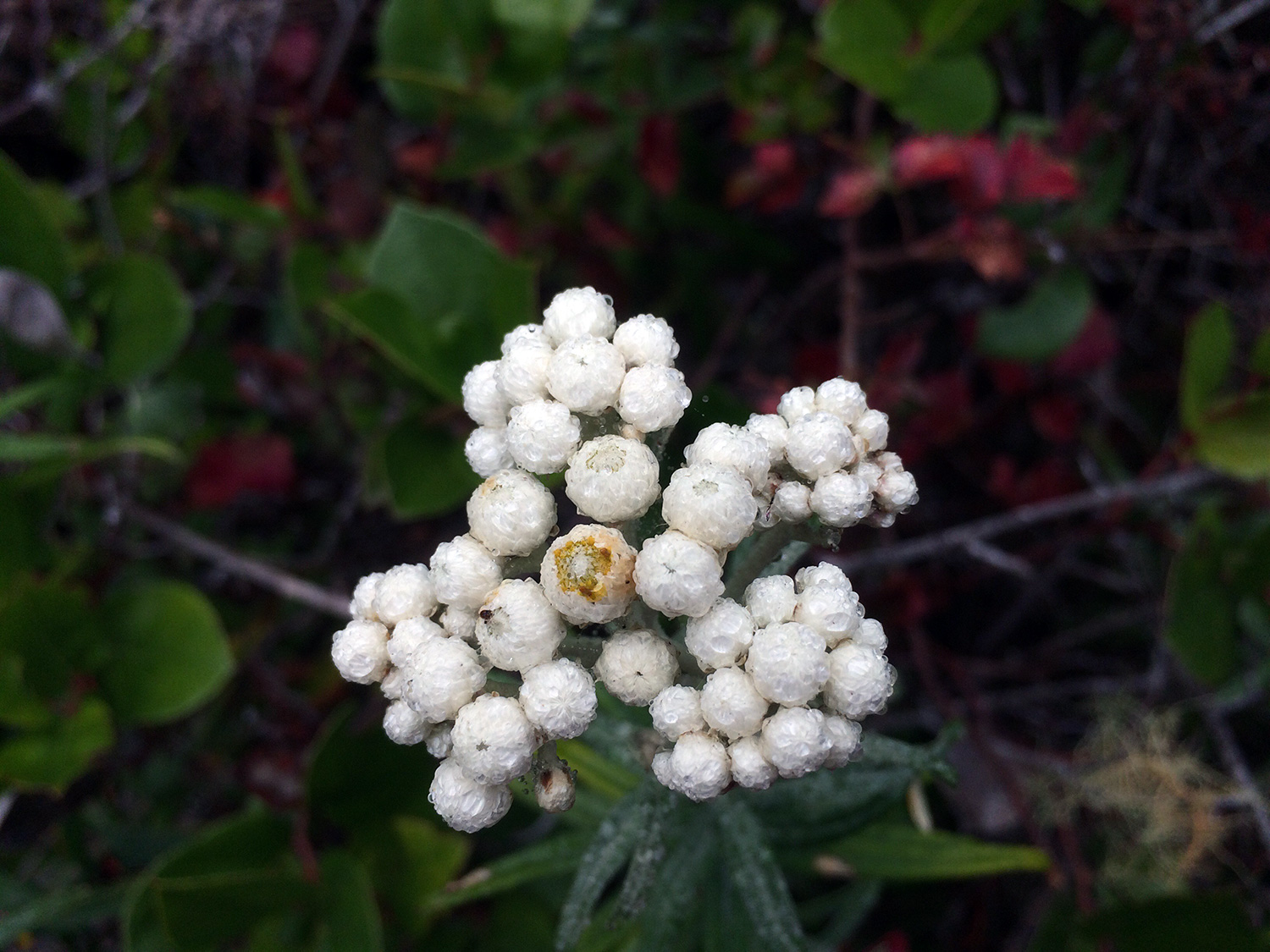 Pearly Everlasting (Anaphalis margaritacea)