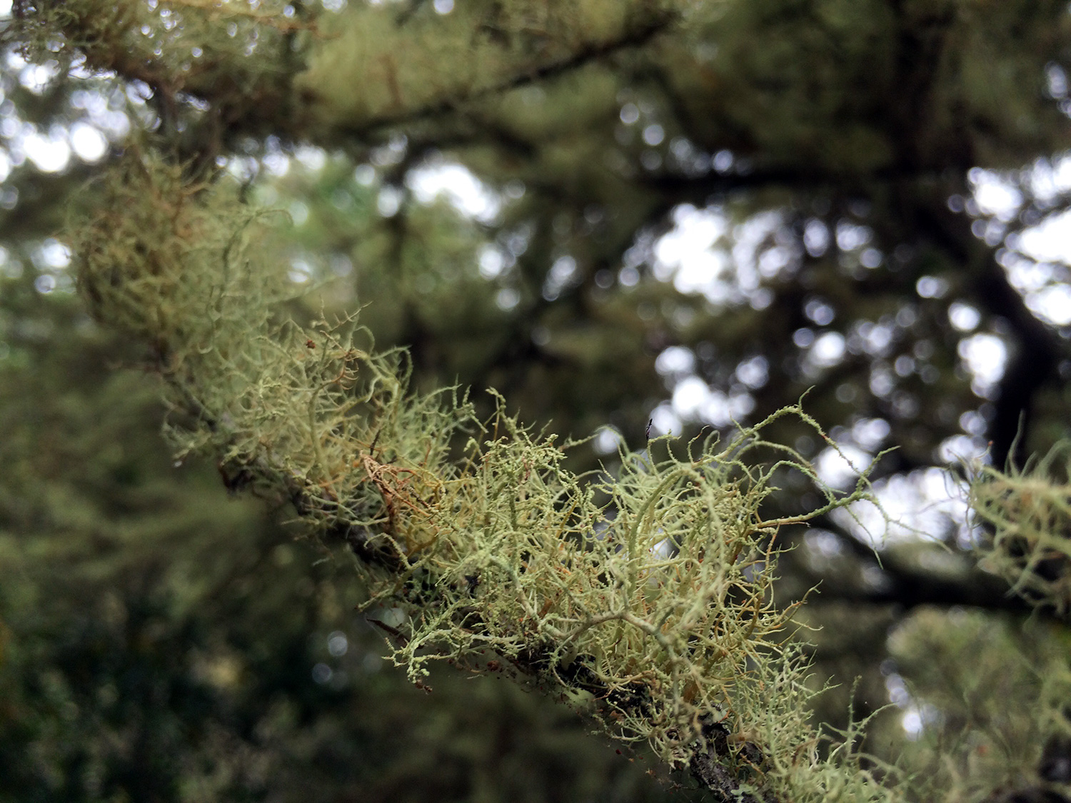 Beard Lichens (Genus Usnea) 