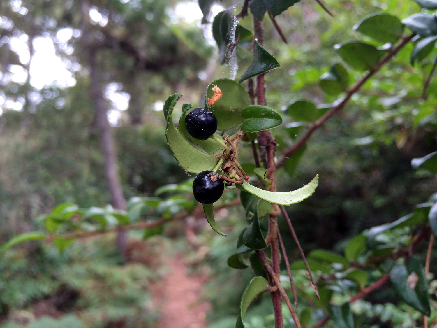 Evergreen Huckleberry (Vaccinium ovatum) 