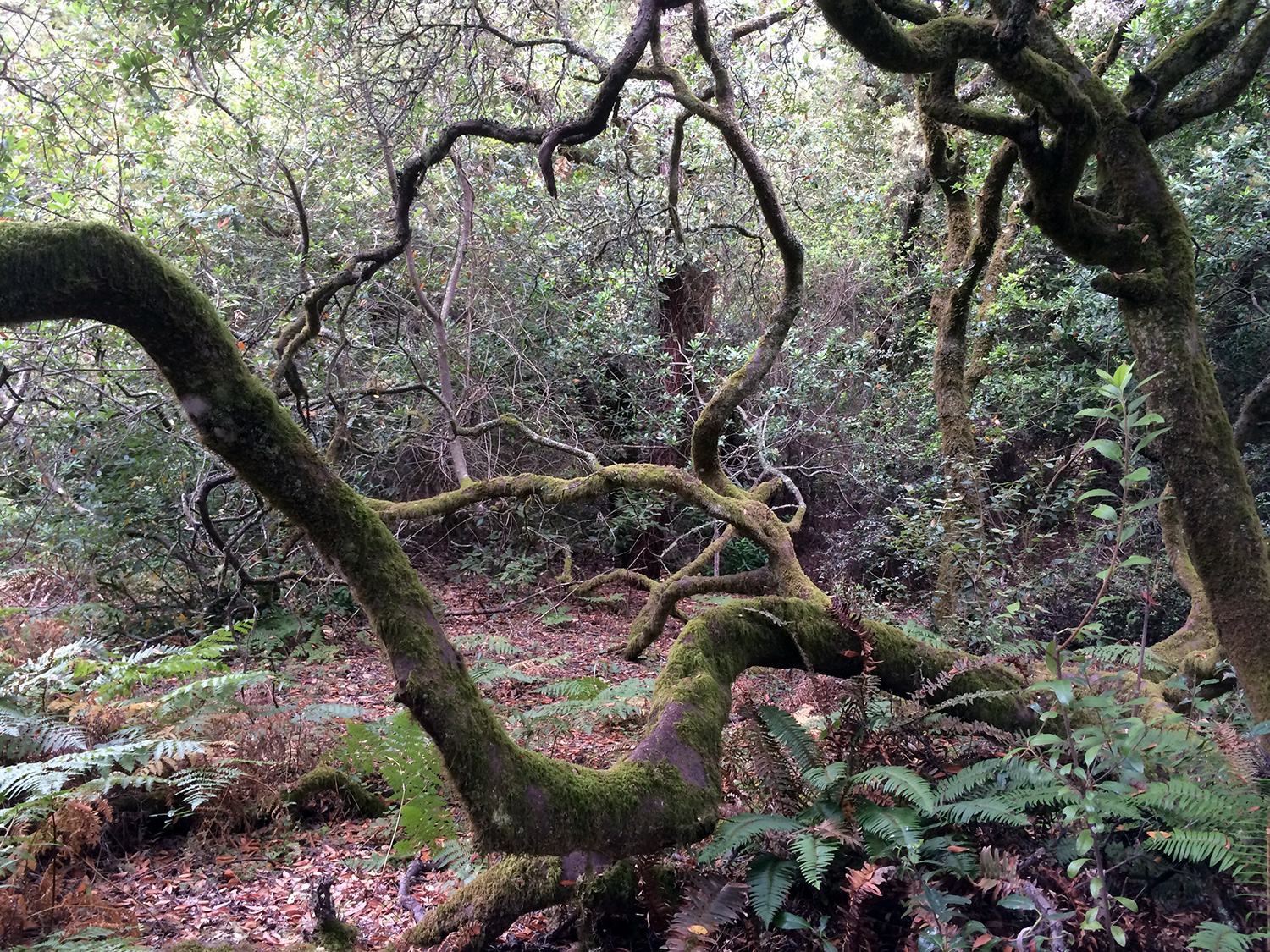 Toyon (Heteromeles arbutifolia)