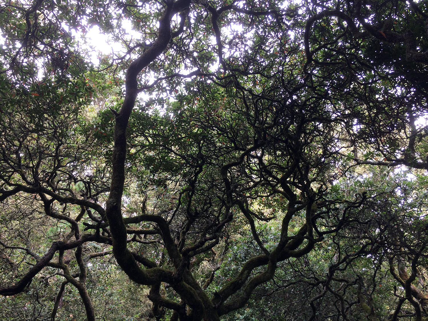 California Bay (Umbellularia californica)