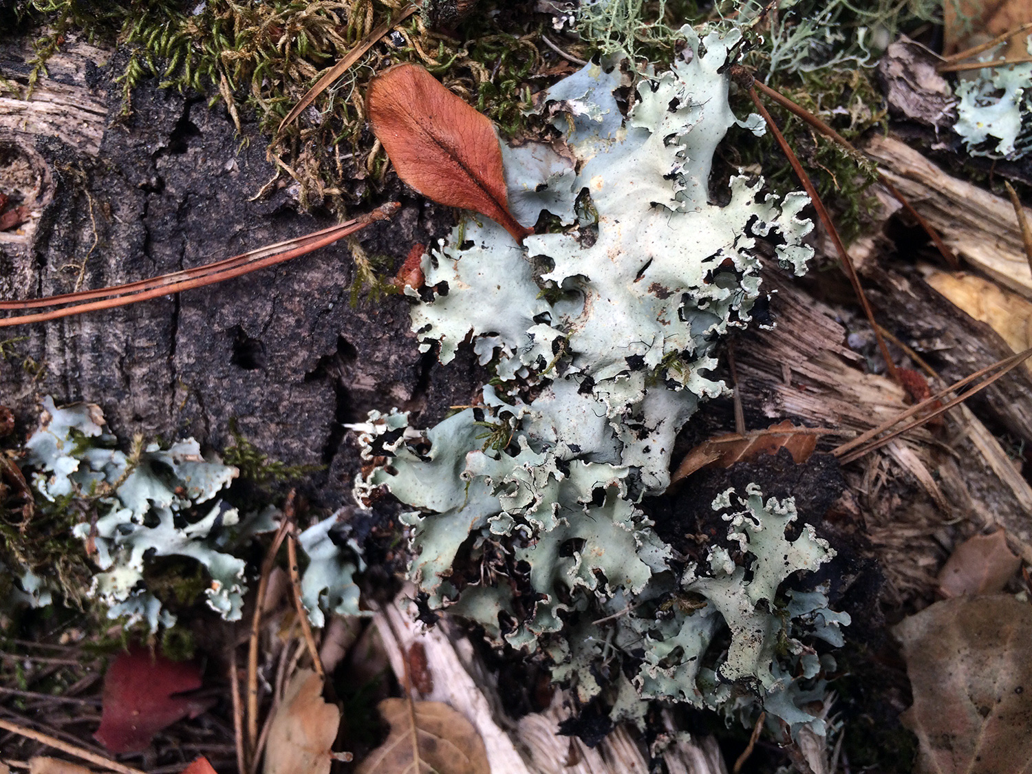 Ruffle Lichens (Genus Parmotrema)