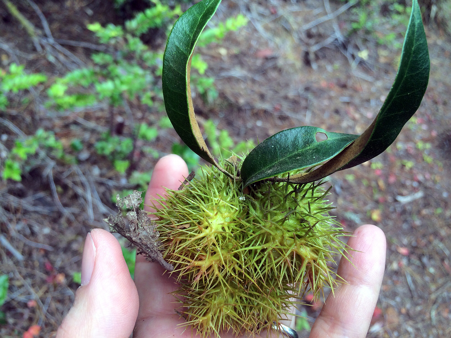 Golden Chinquapin (Chrysolepis chrysophylla)