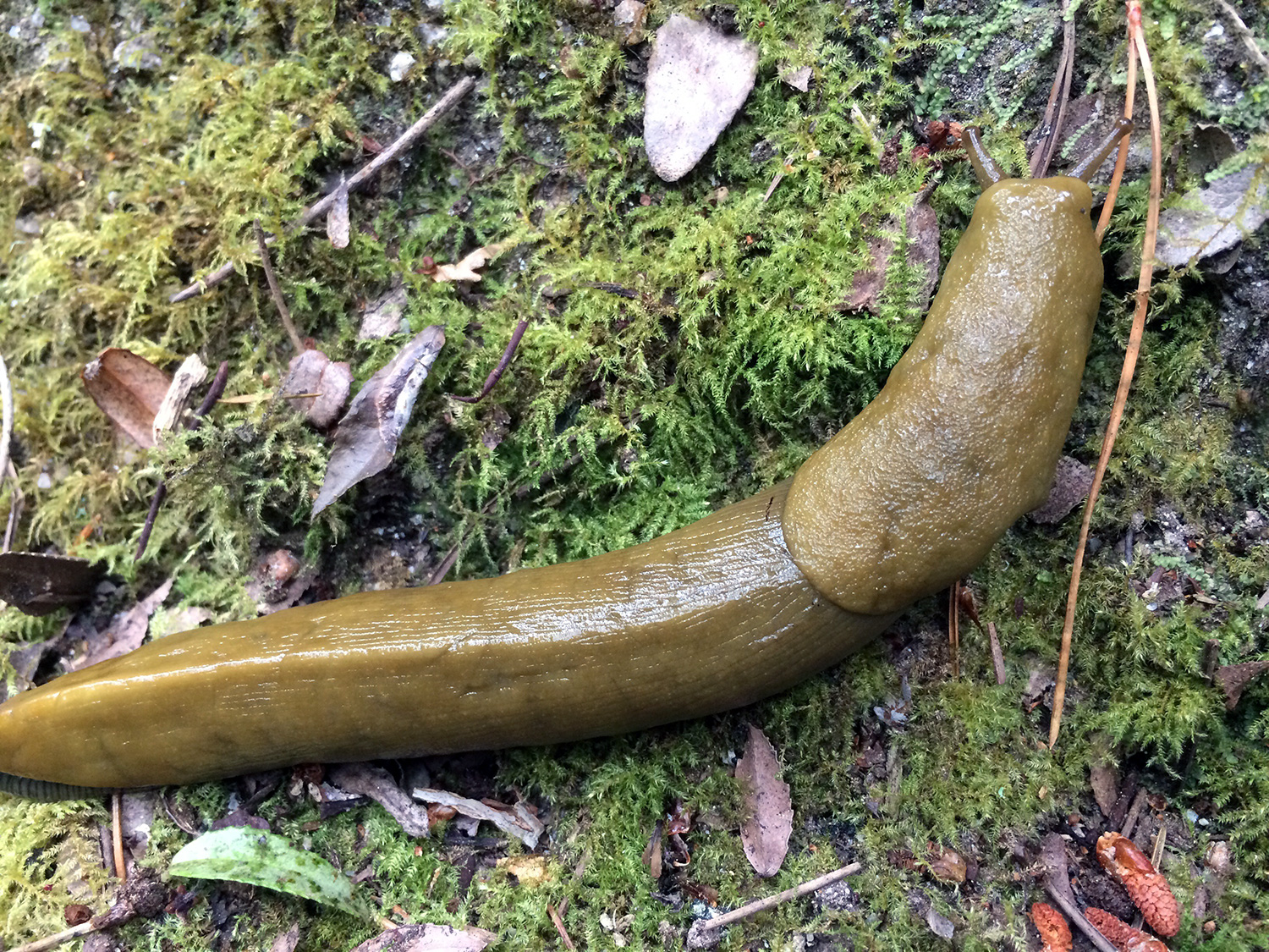 Button's Banana Slug (Ariolimax buttoni)