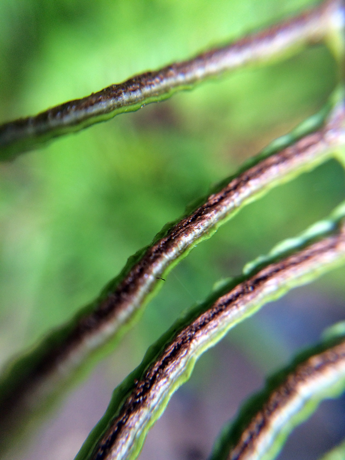 Spores on Deer Fern (Blechnum spicant)