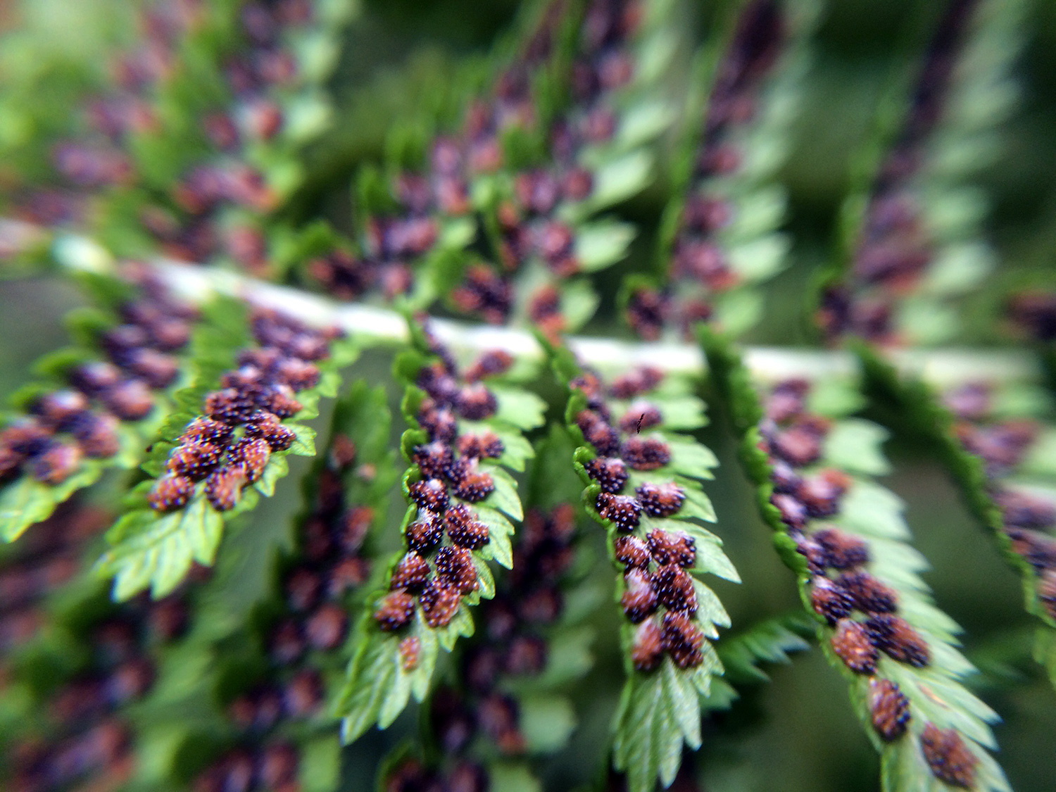 Spores on Lady Ferns (Genus Athyrium) 