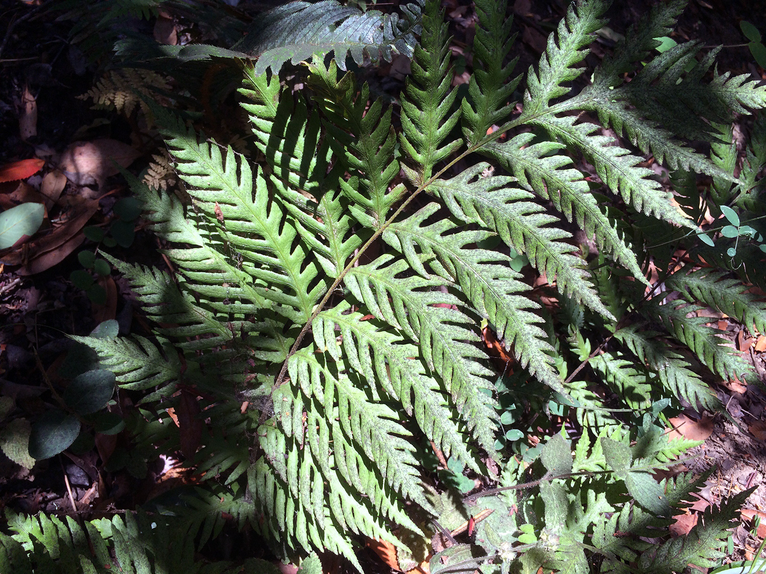 Giant Chain Fern (Woodwardia fimbriate)