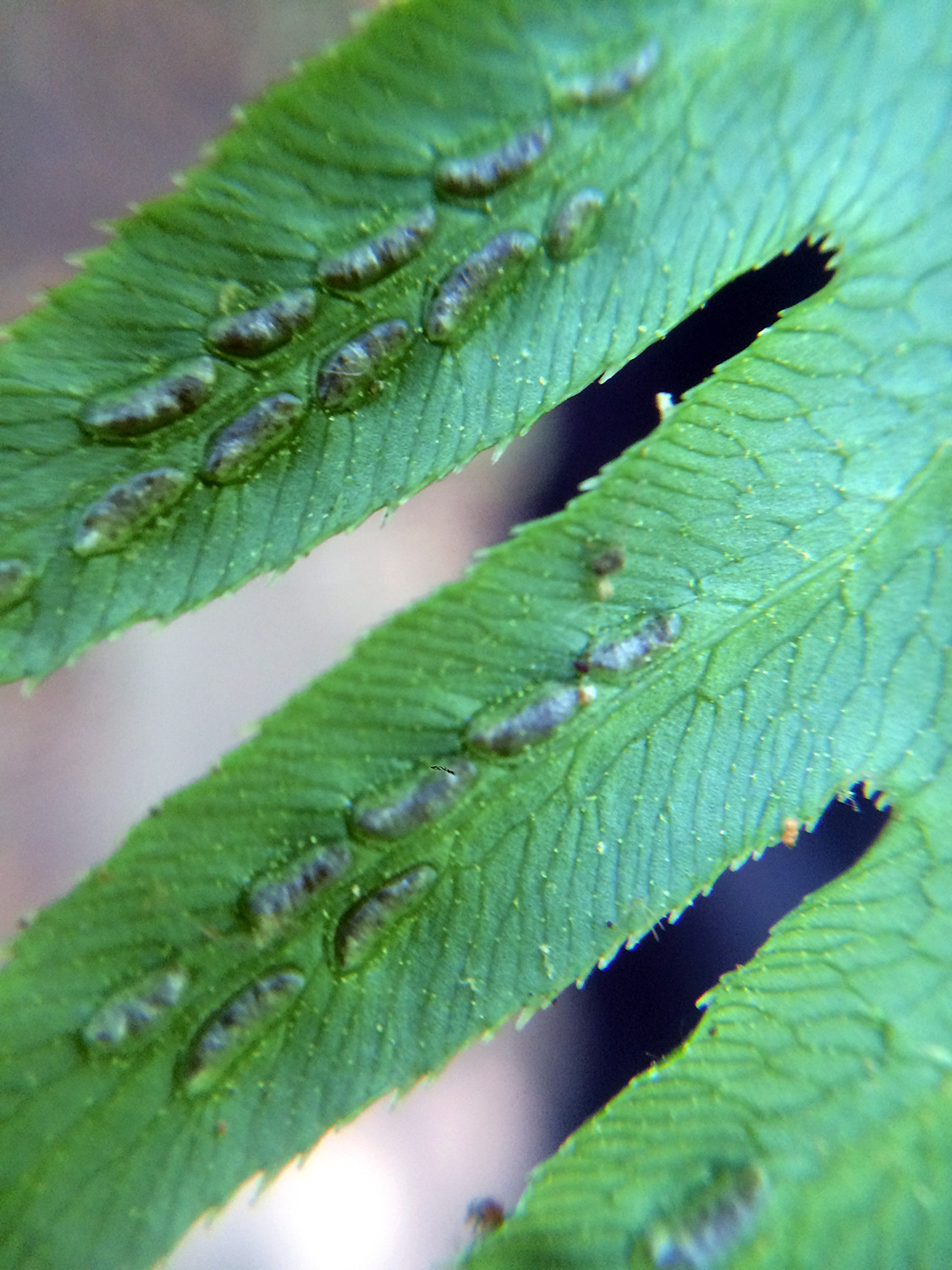 Spores on Giant Chain Fern (Woodwardia fimbriate)