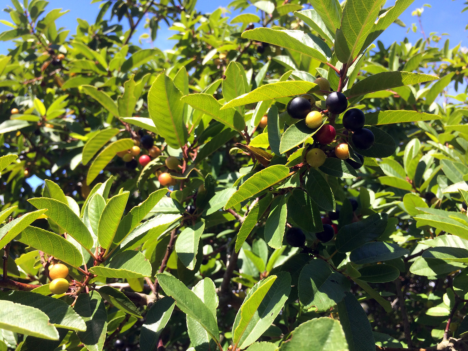 Coffeeberry (Frangula californica) 