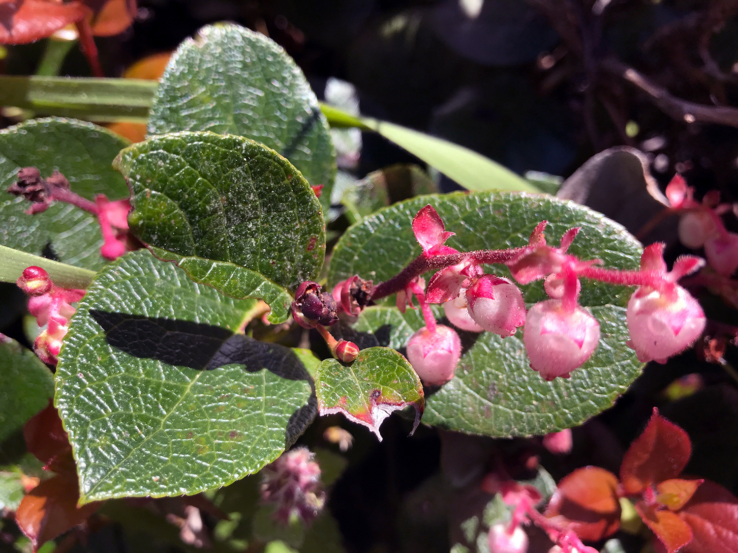 Salal (Gaultheria shallon)