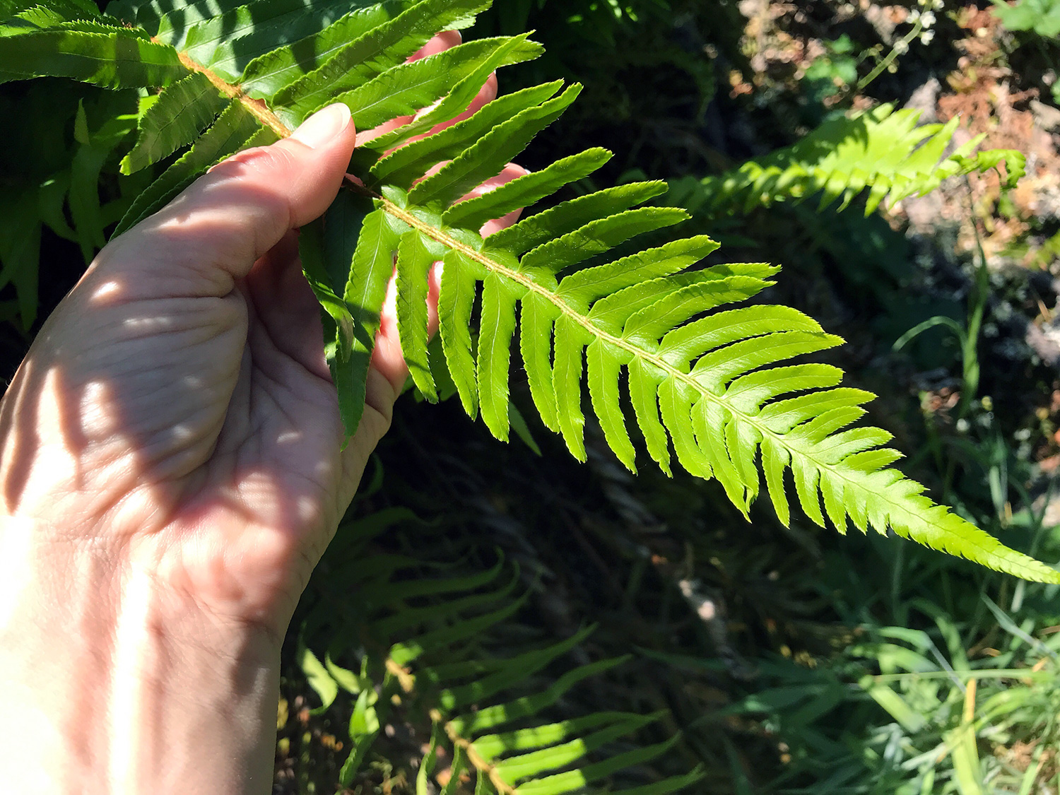 Western Sword Fern (Polystichum munitum) 