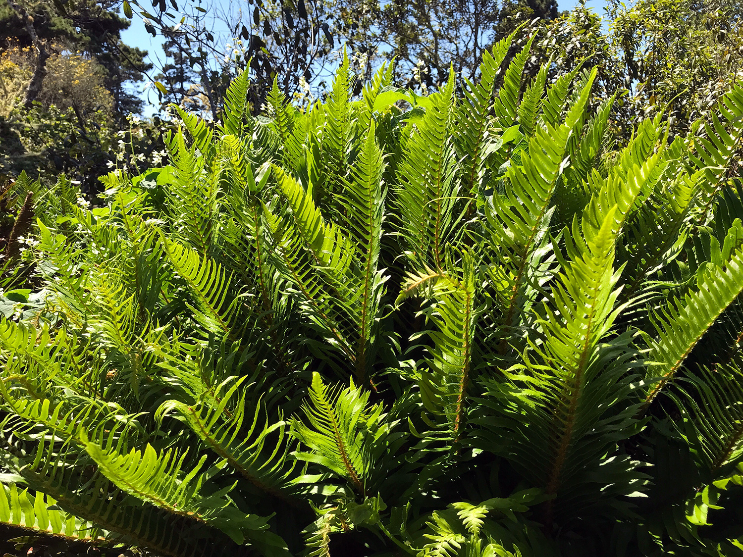 Western Sword Fern (Polystichum munitum) 