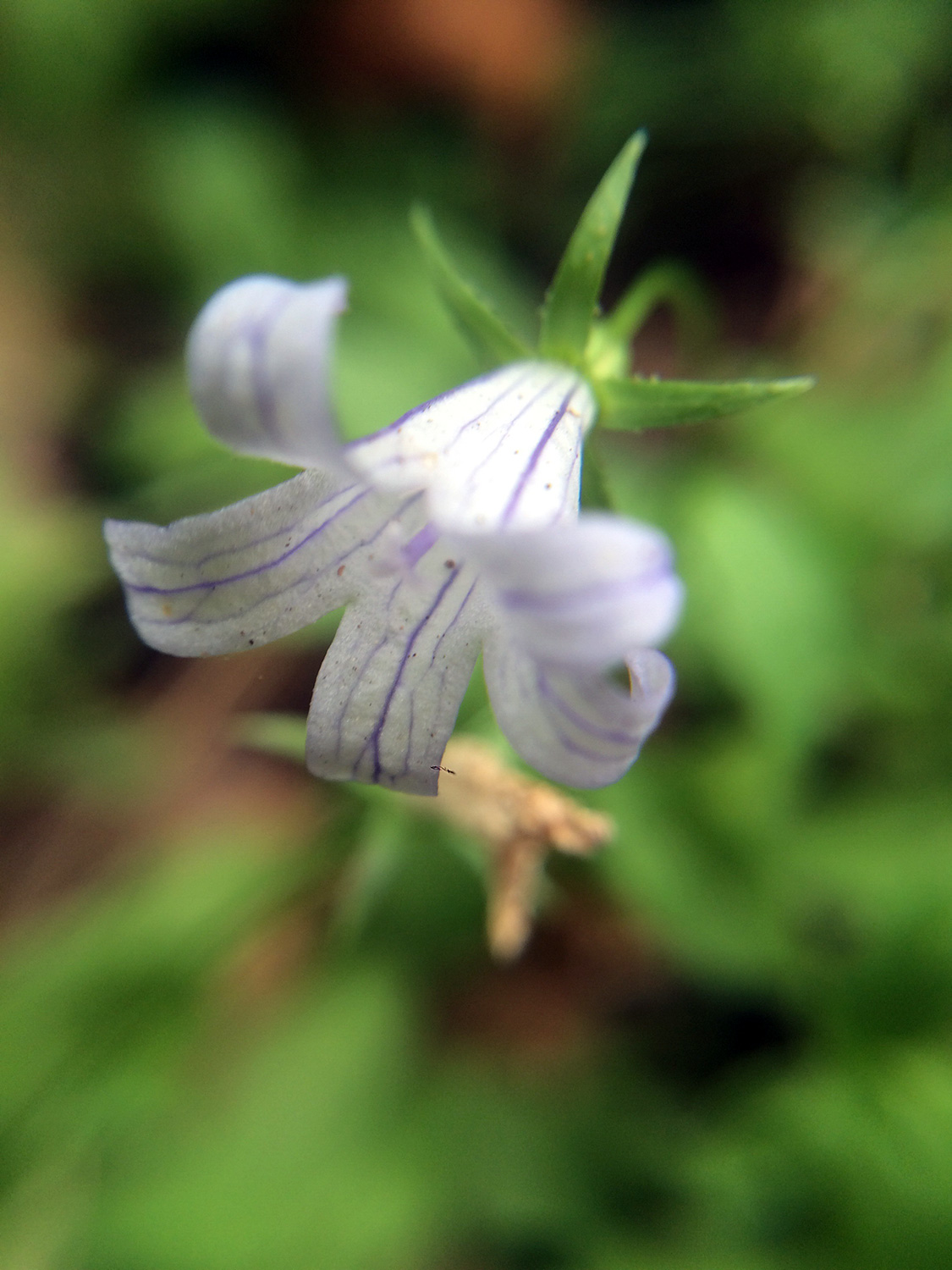 Swamp Harebell (Campanula californica)