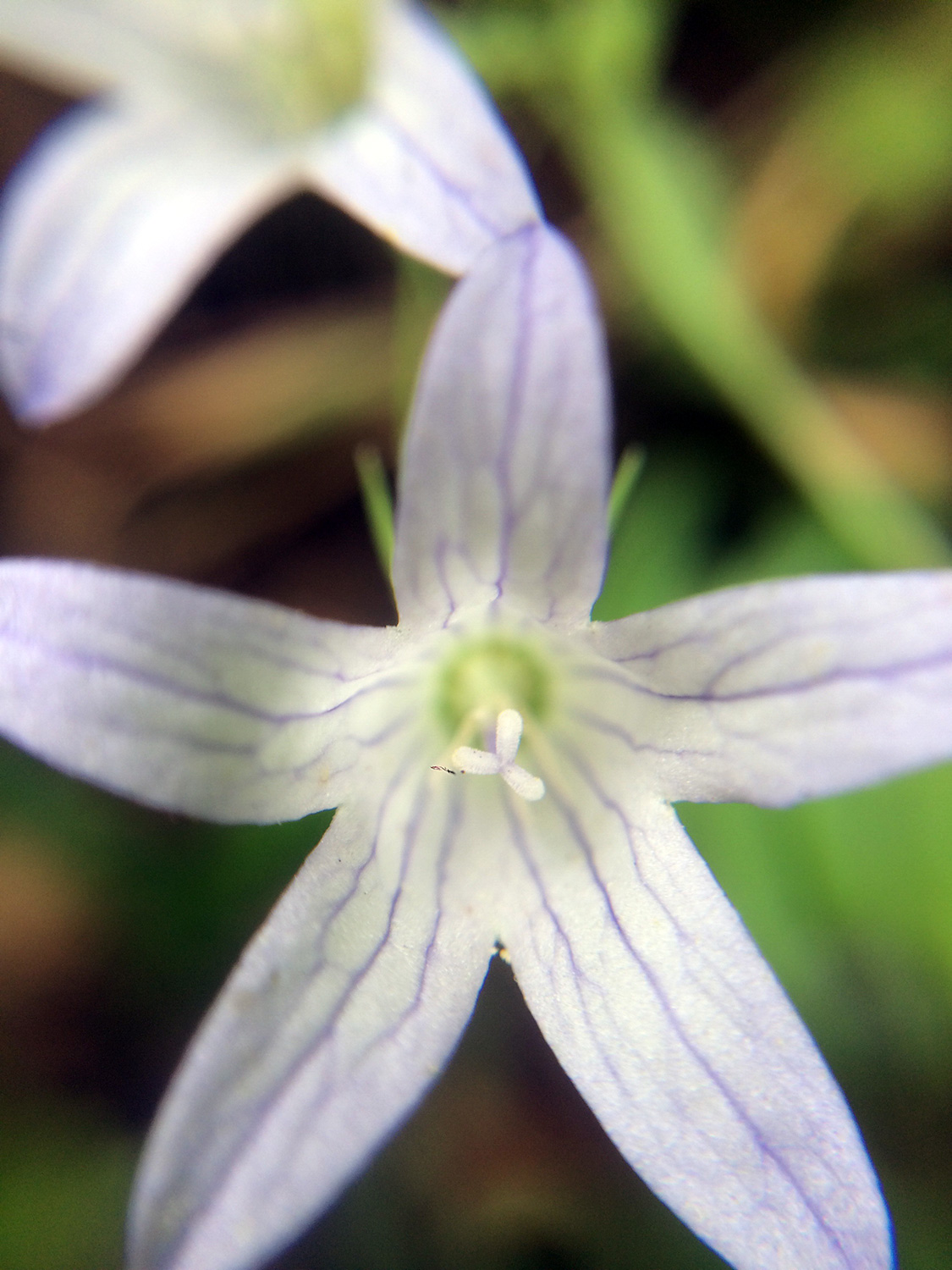 Swamp Harebell (Campanula californica)