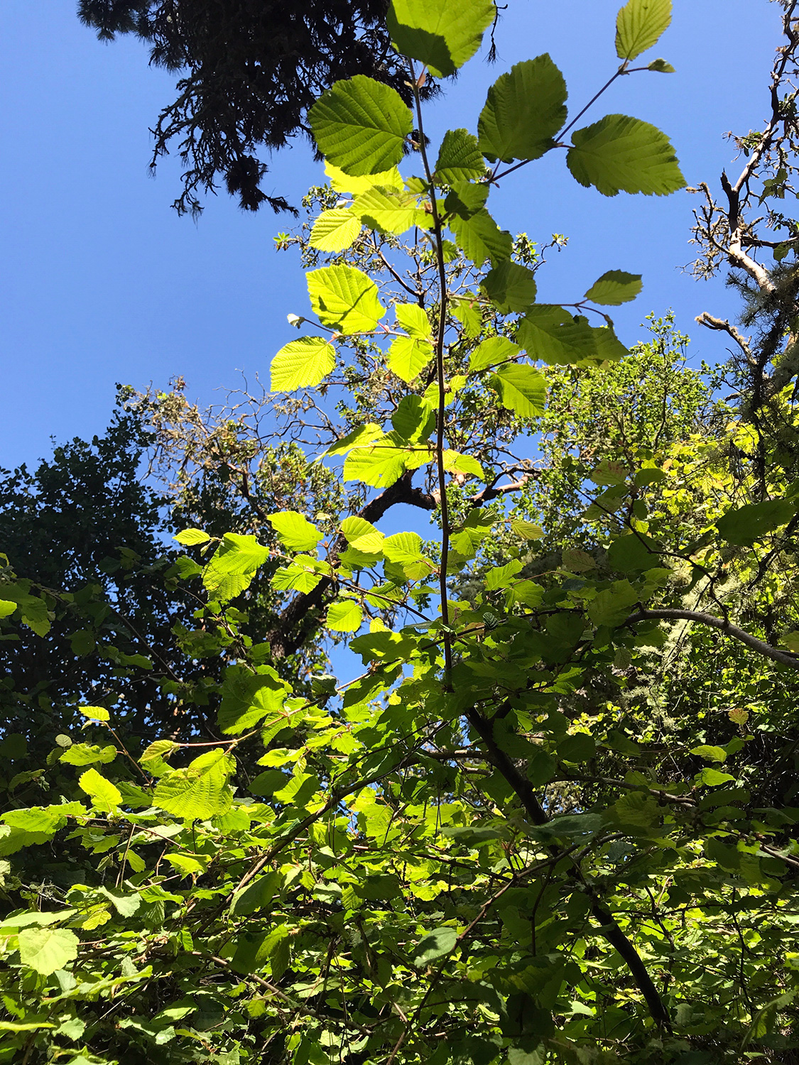 Beaked Hazelnut (Corylus cornuta)