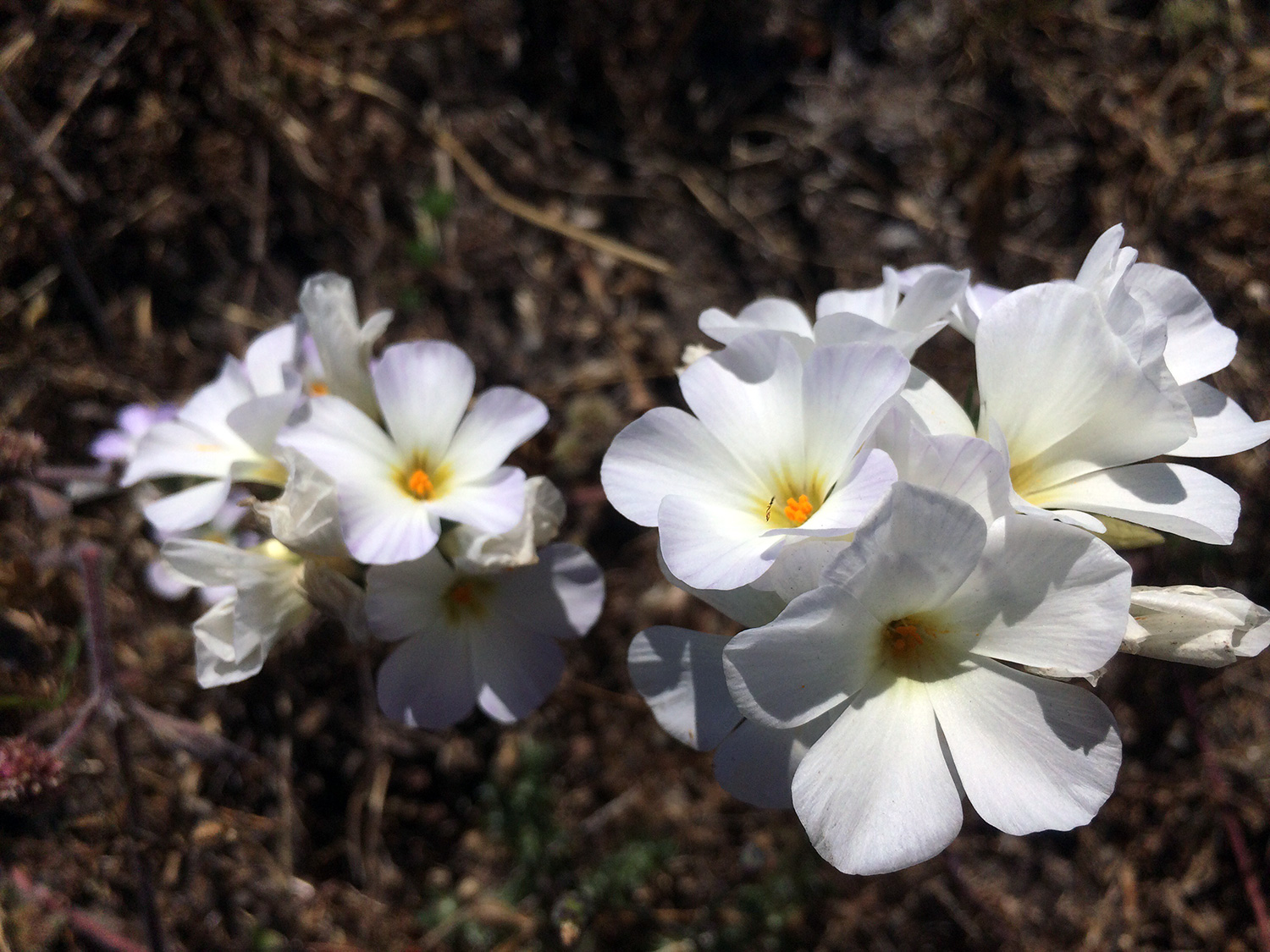 Large-flowered Leptosiphon (Leptosiphon grandifloras)