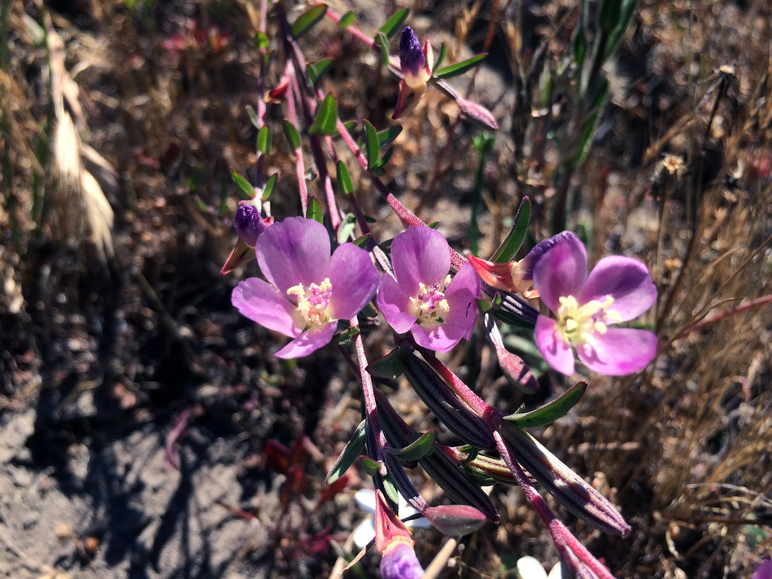  Davy's Clarkia (Clarkia davyi)