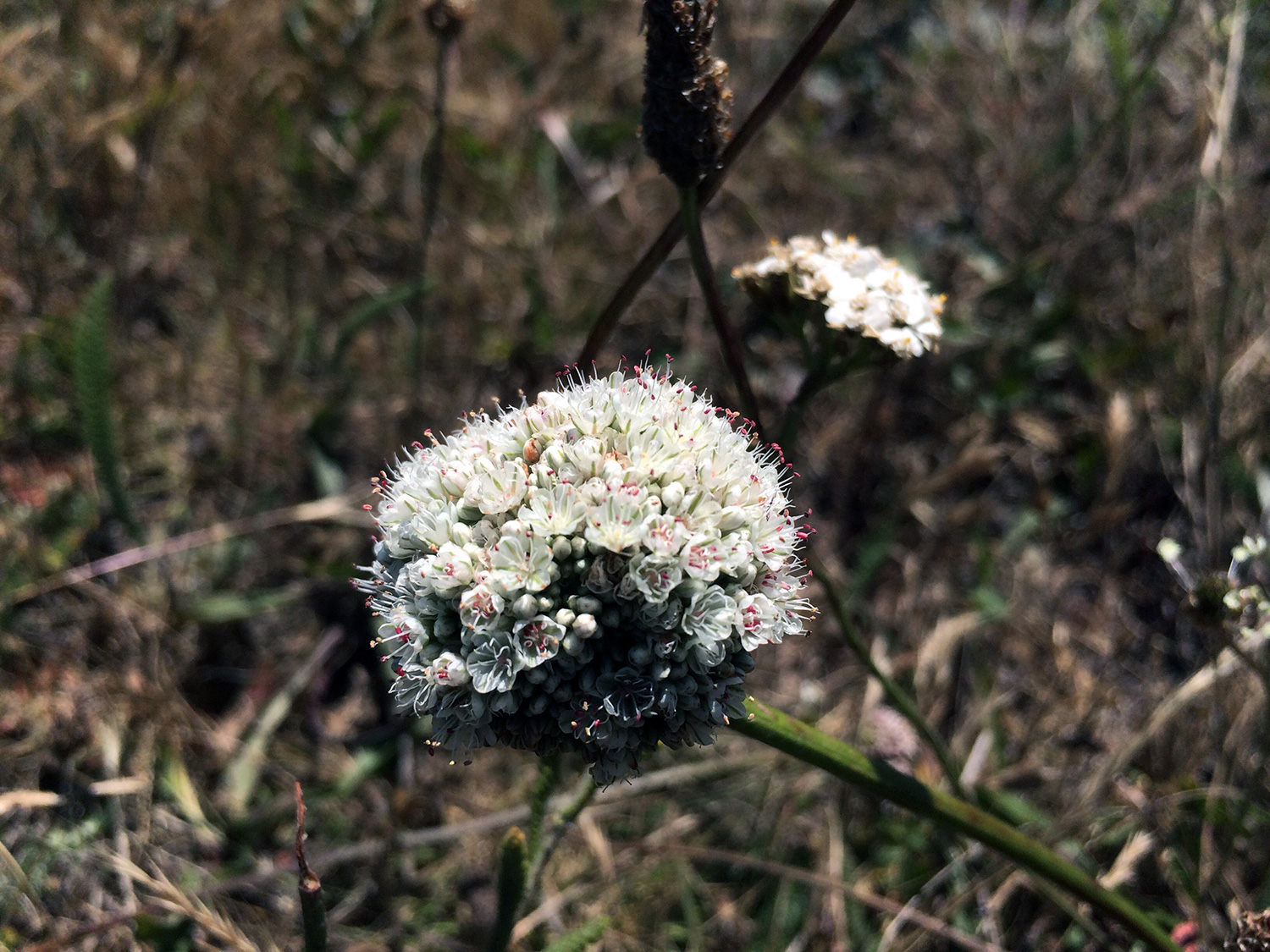 Naked Buckwheat (Eriogonum nudum)