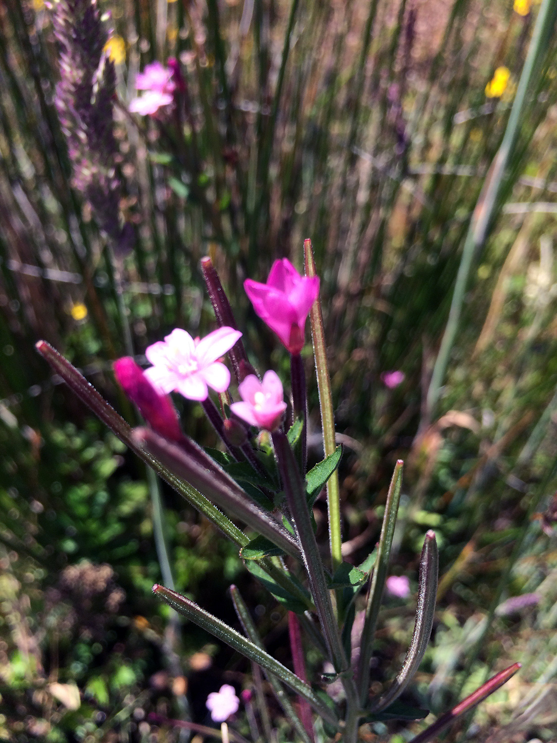 Fringed Willowherb (Epilobium ciliatum)