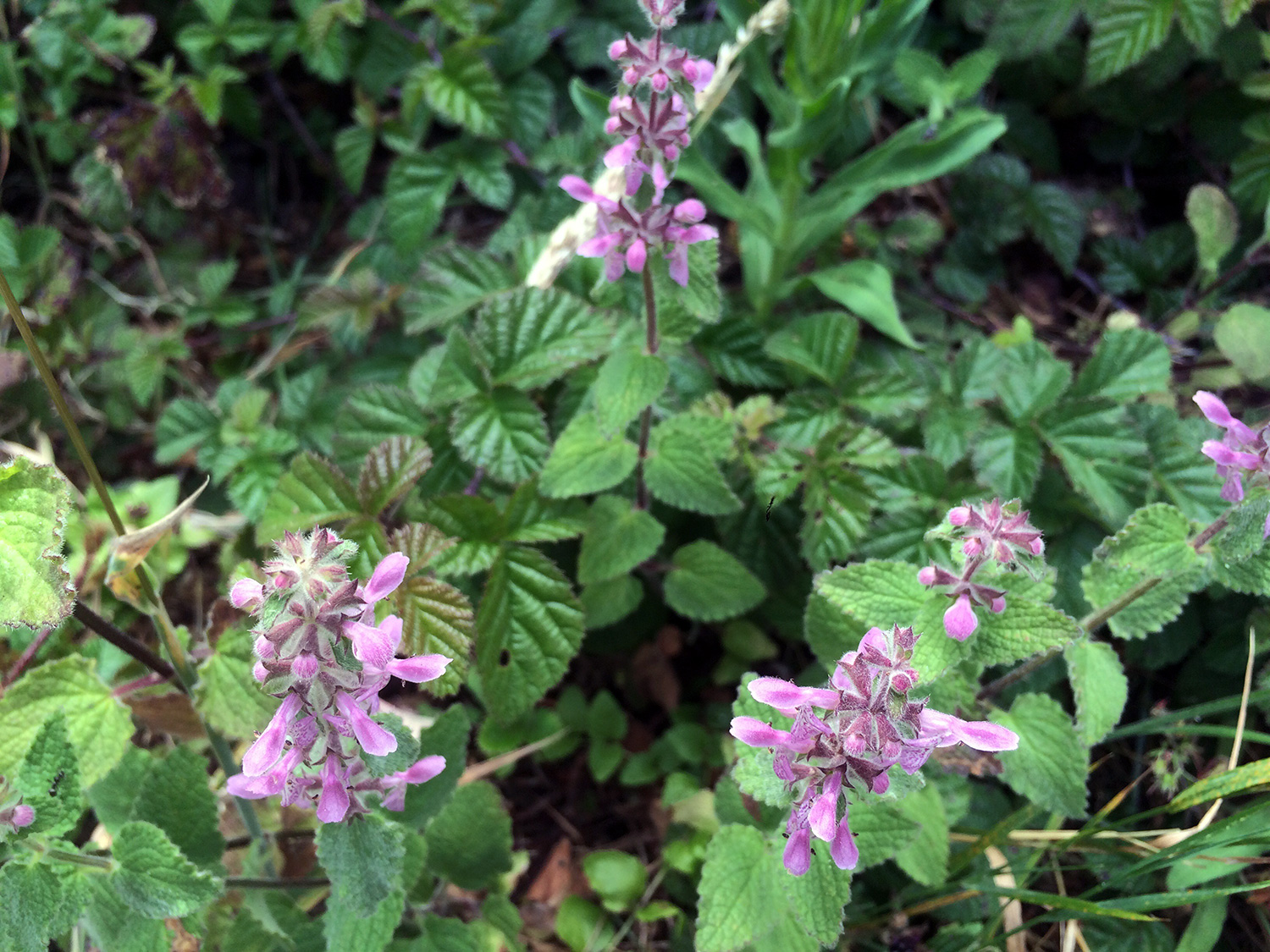 Bugle Hedgenettle (Stachys ajugoides)  