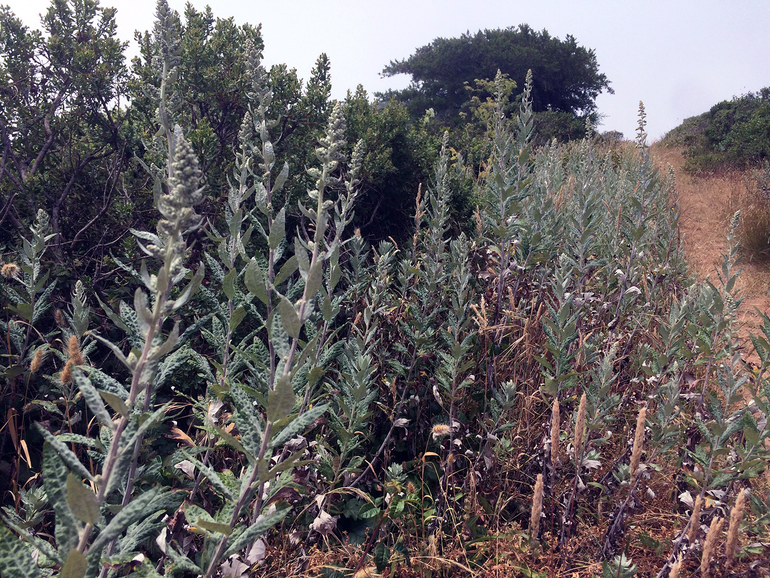 California Mugwort (Artemisia douglasiana)