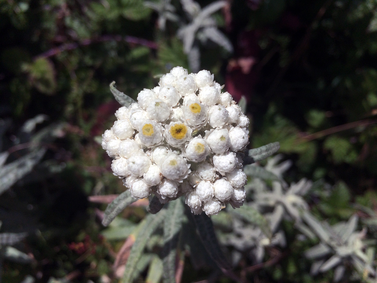 Pearly Everlasting (Anaphalis margaritacea)