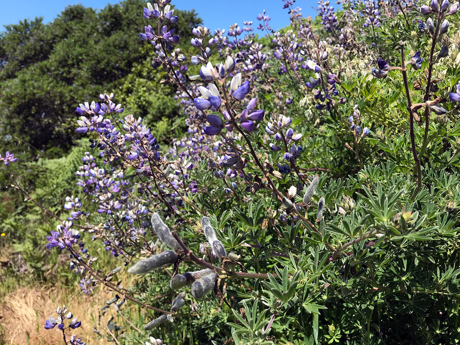 Lupines (Genus Lupinus)