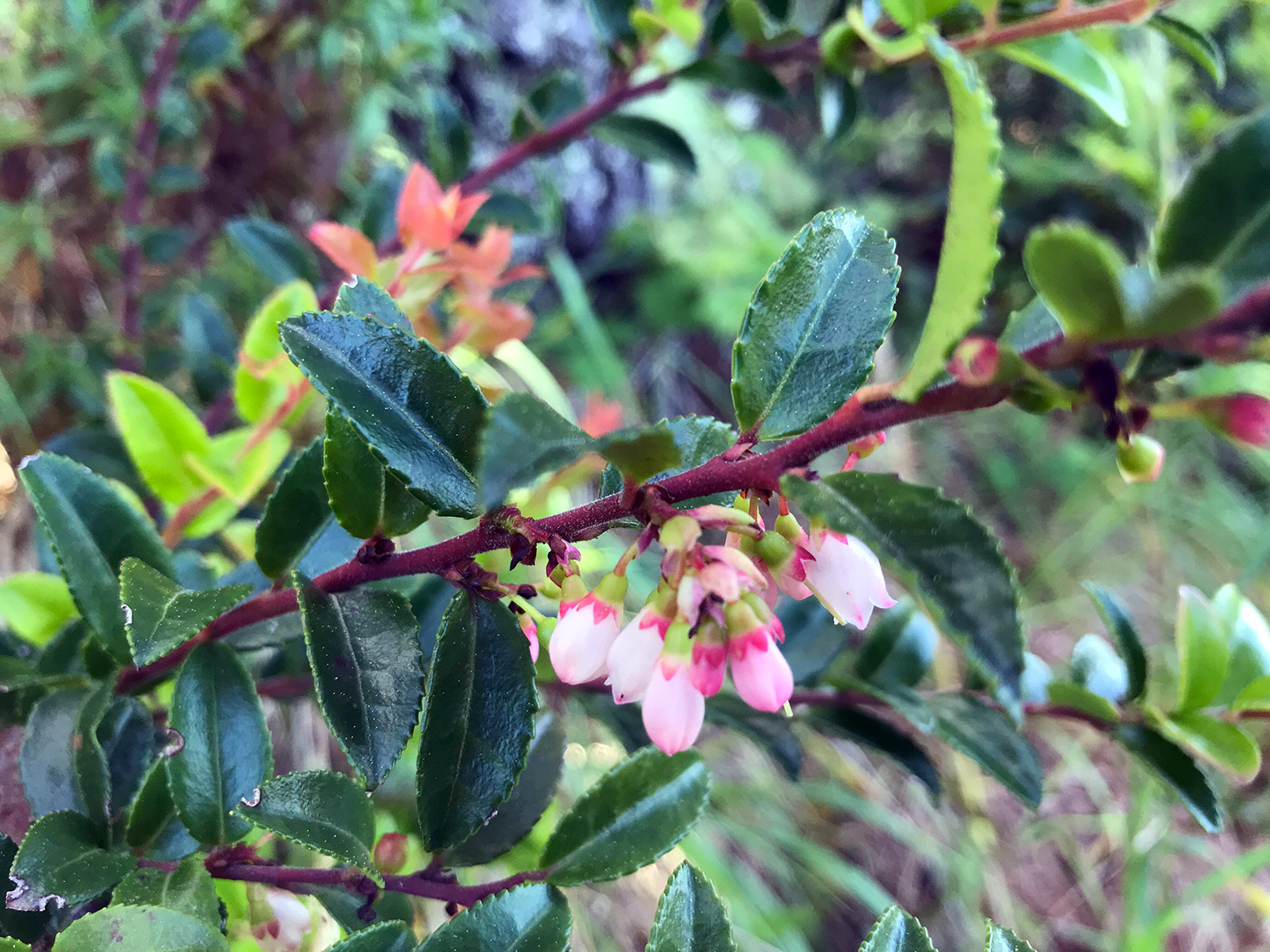 Evergreen Huckleberry (Vaccinium ovatum)