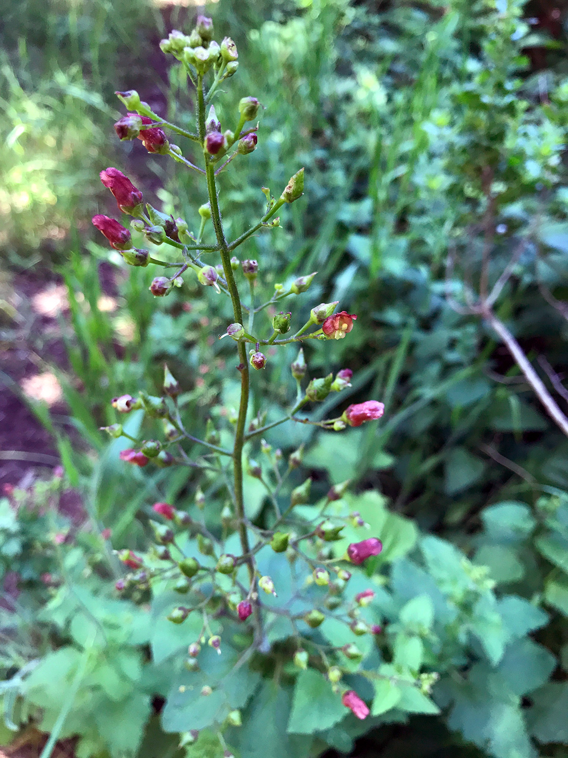 California Bee Plant (Scrophularia californica)