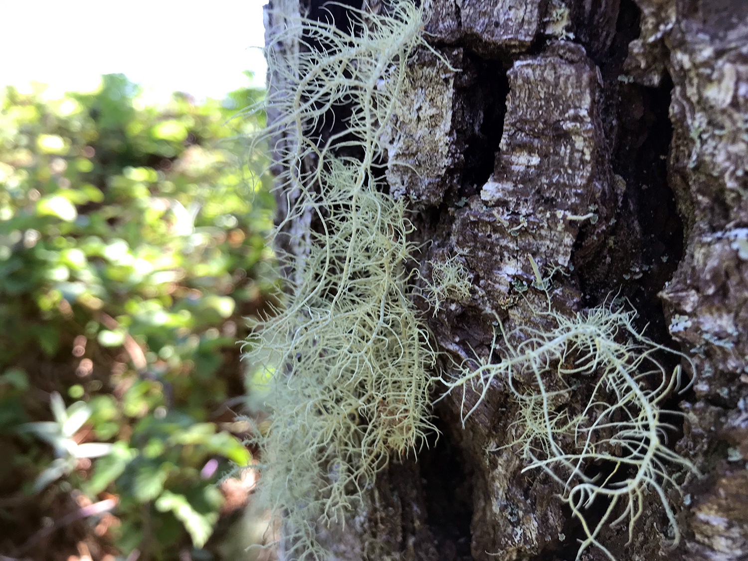 Beard Lichens (Genus Usnea)