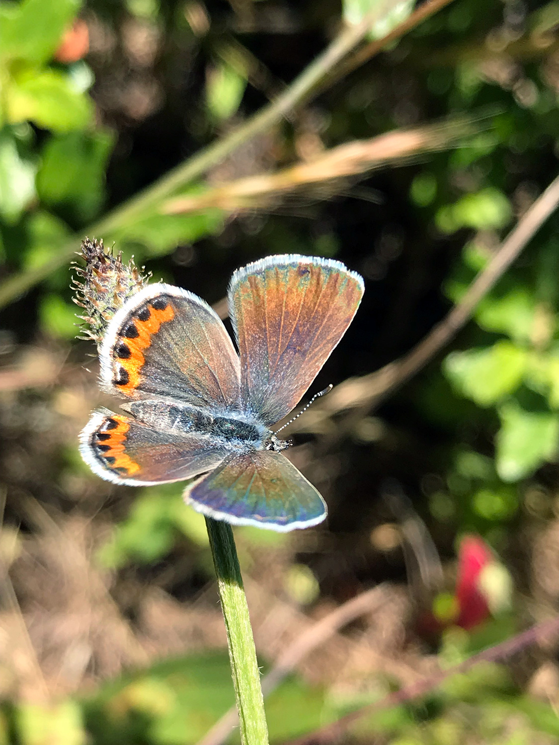 Acmon Blue (Icaricia acmon)