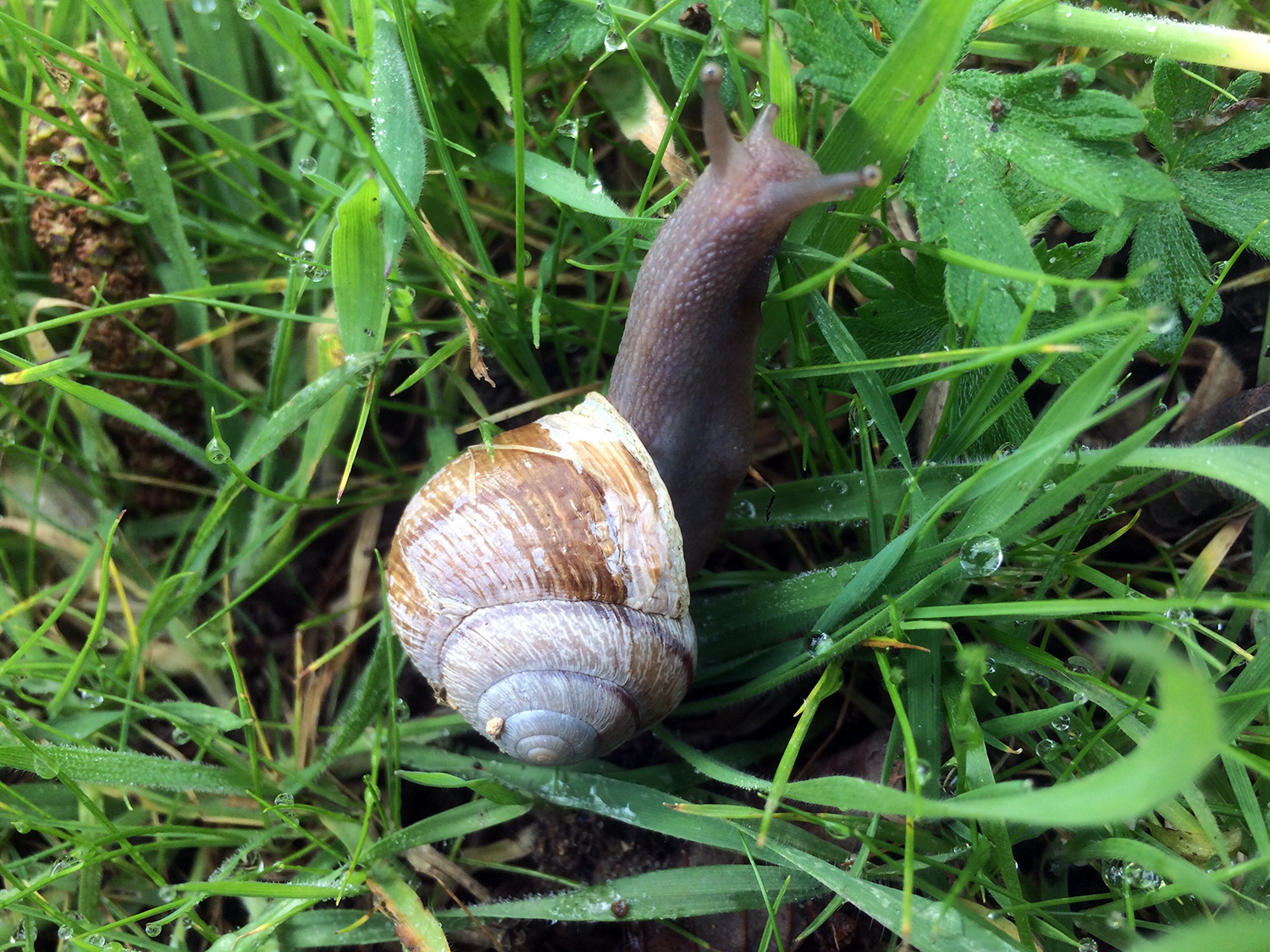 Bronze Shoulderband (Helminthoglypta arrosa)